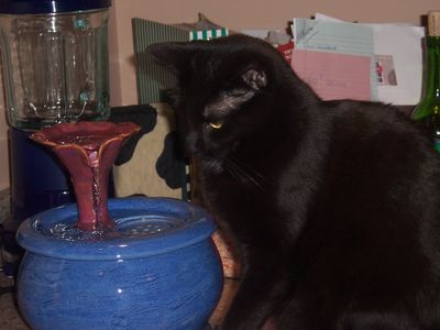 Scarlet with an Ebi drinking fountain
